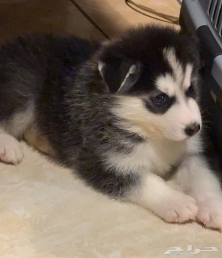 كلب هاسكي للبيع64362635142274111