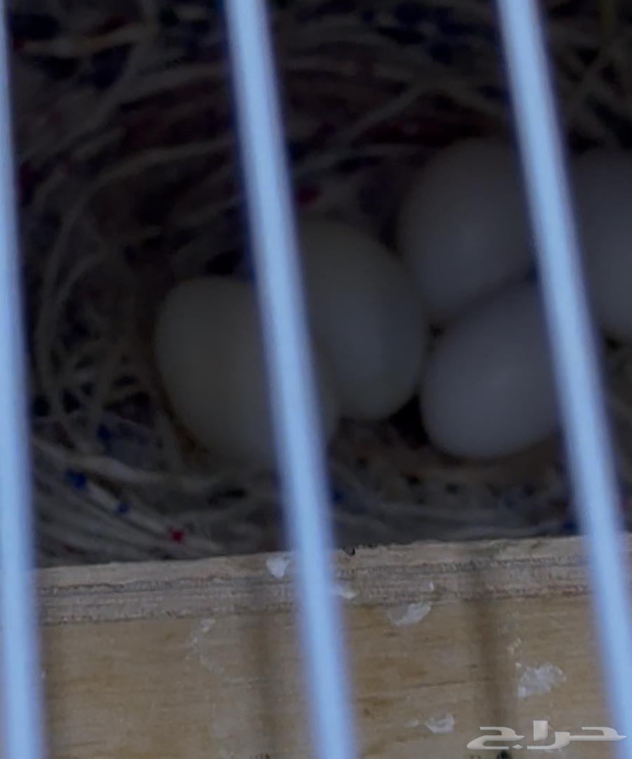 جوز زيبرا هولندي مكس انقلش64368630724866112