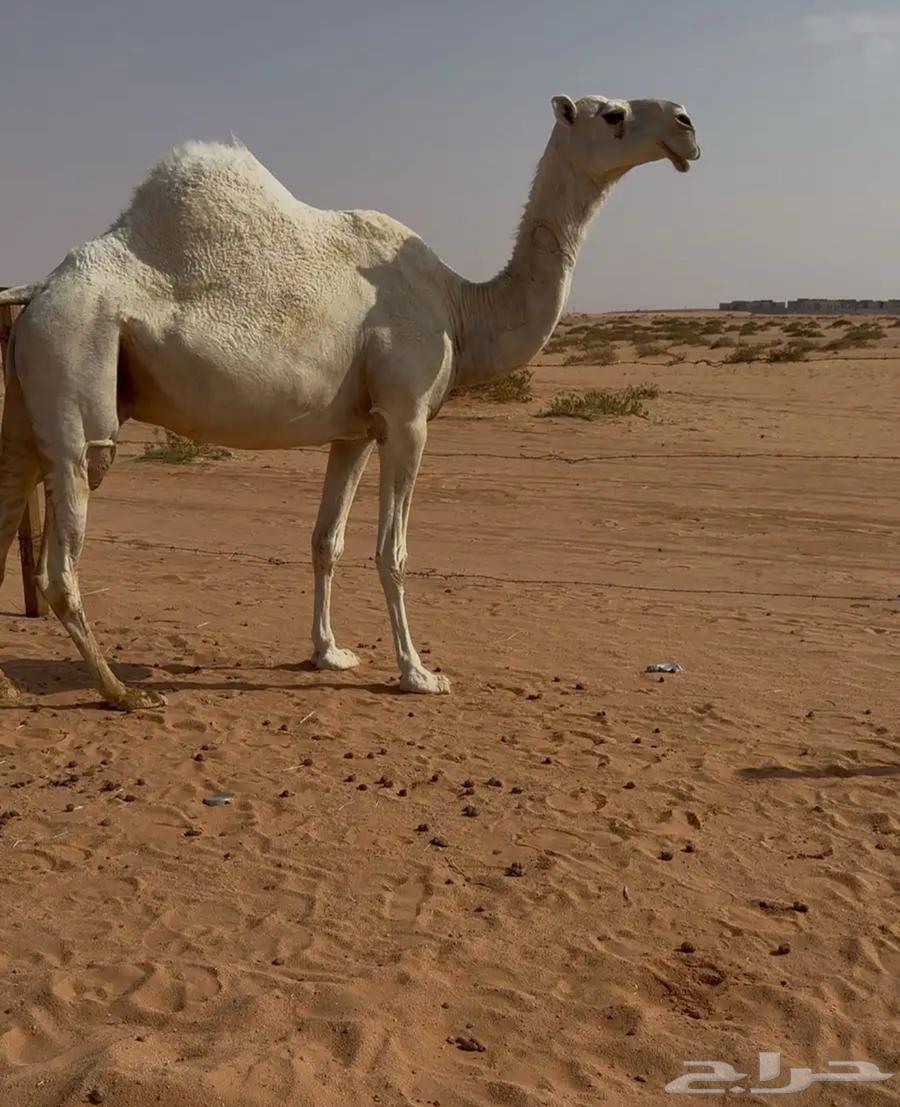 للبيع لقحه وضحا64372492796674112