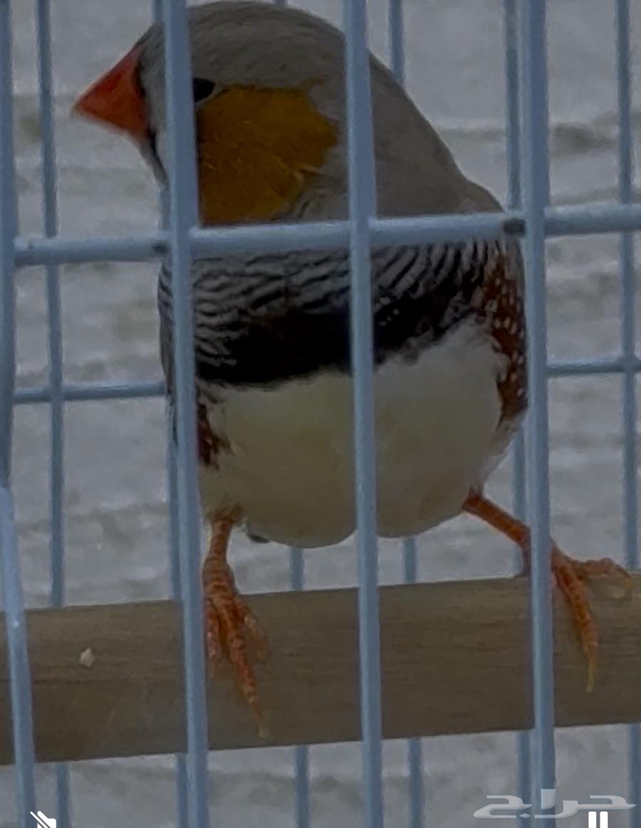 جوز زيبرا هولندي مكس انقلش64368630724866111