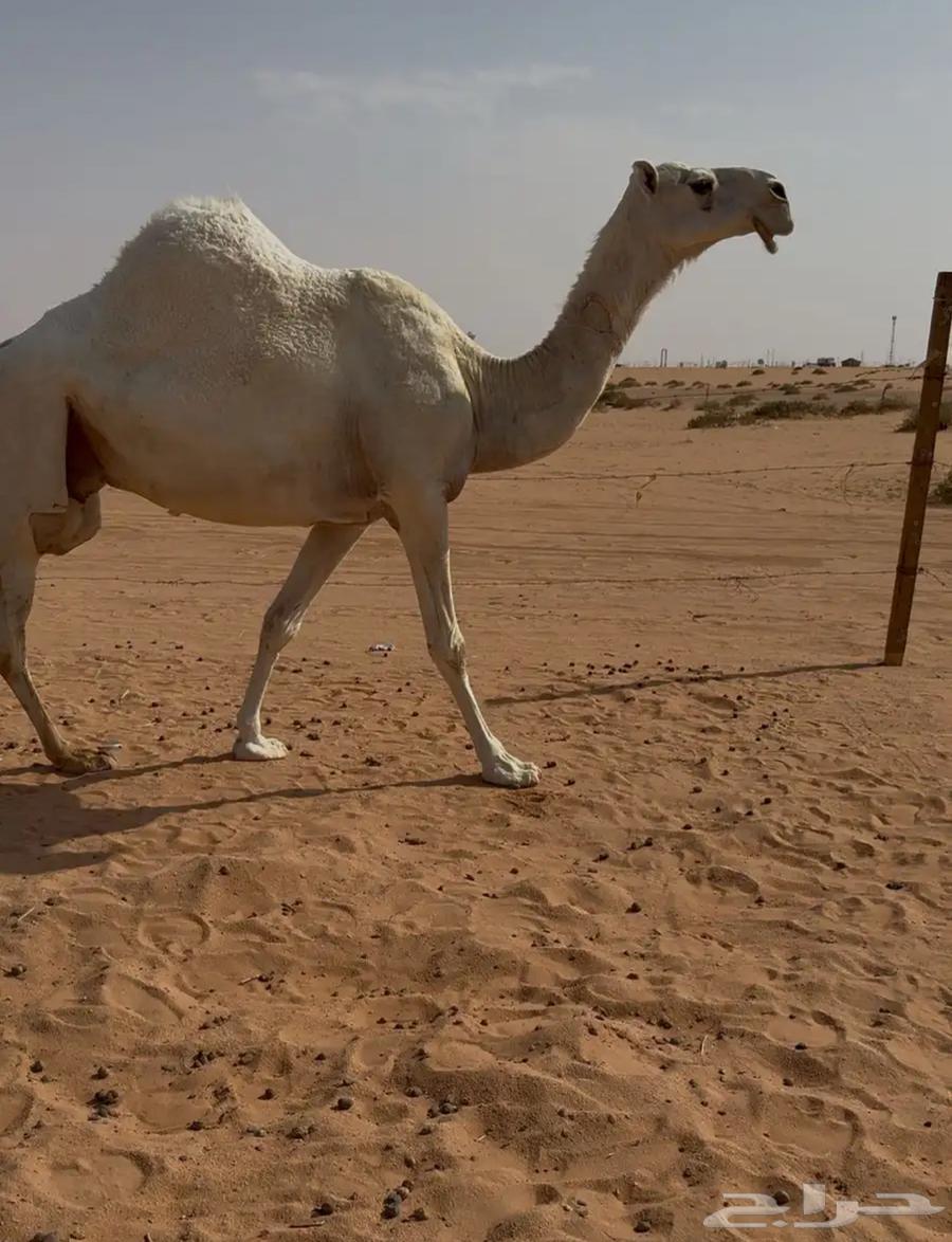 للبيع لقحه وضحا64372492796674111