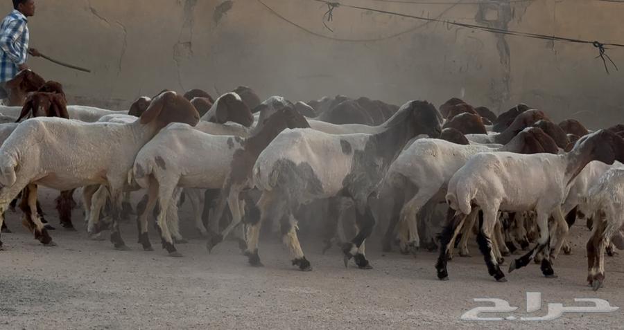 مراح نعيم دبس أشباب العدد 6164376705442561114