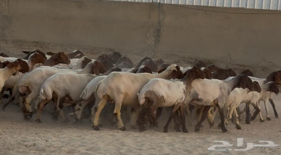 مراح نعيم دبس أشباب العدد 6164376705442561110