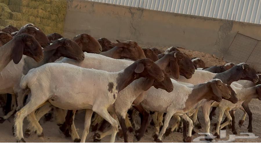 مراح نعيم دبس أشباب العدد 6164376705442561113