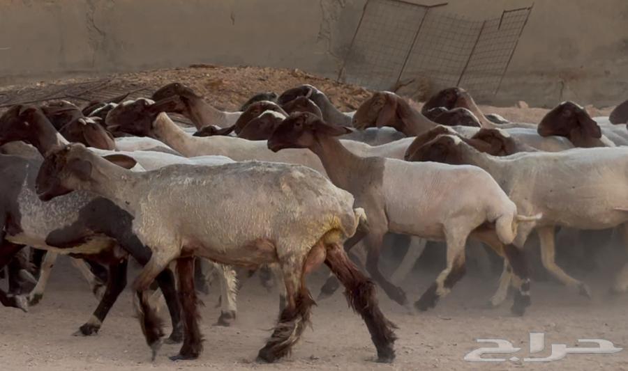 مراح نعيم دبس أشباب العدد 6164376705442561111