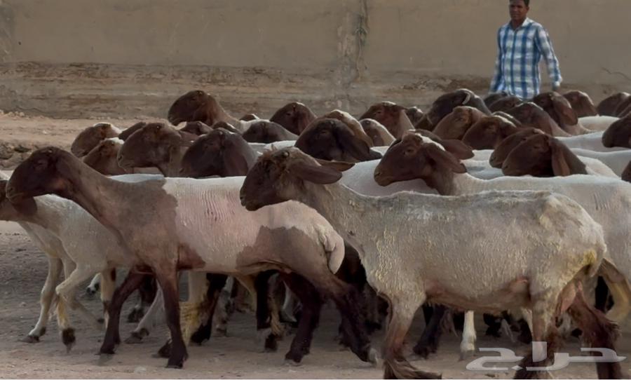 مراح نعيم دبس أشباب العدد 6164376705442561112