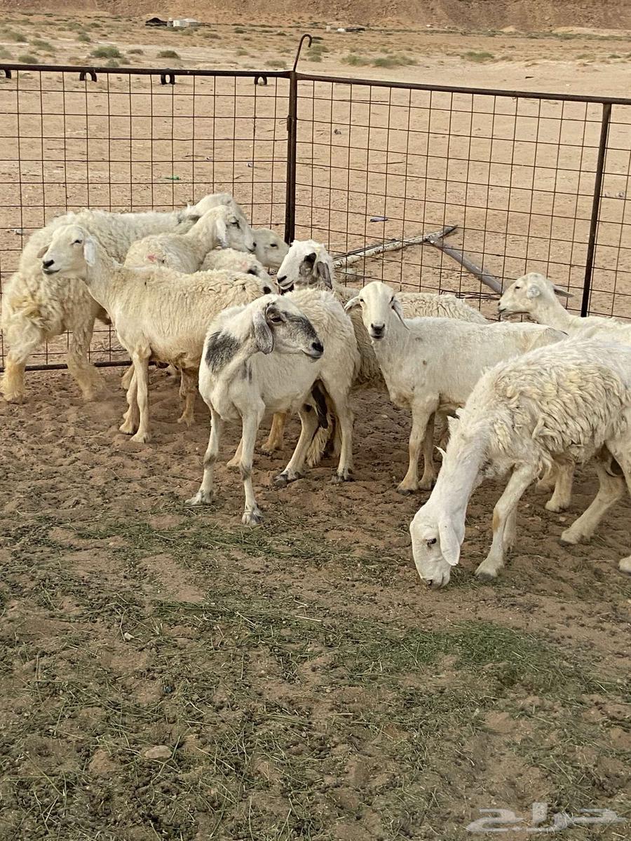 غنم حريات للبيع64373477584131110