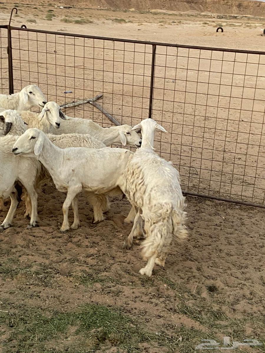 غنم حريات للبيع64373477584131112