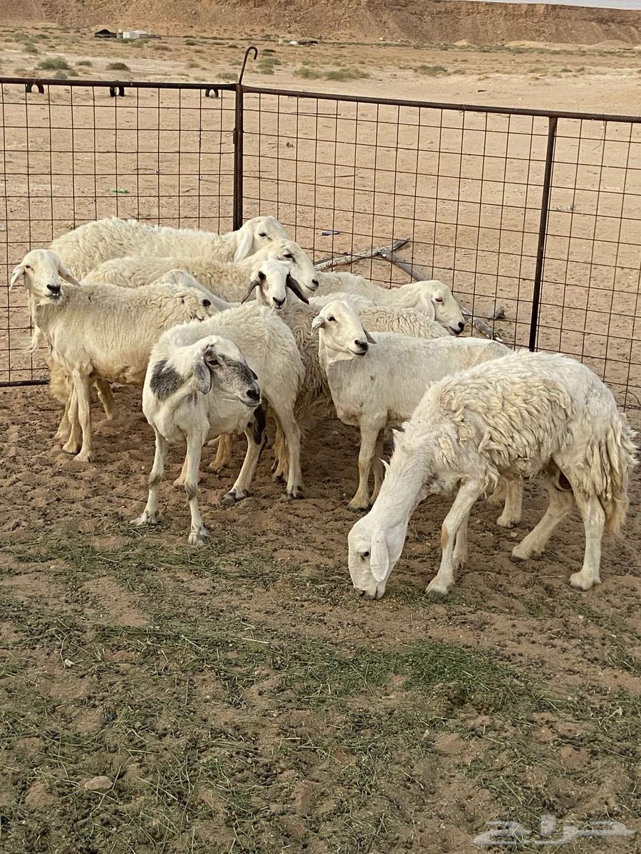 غنم حريات للبيع64373477584131111