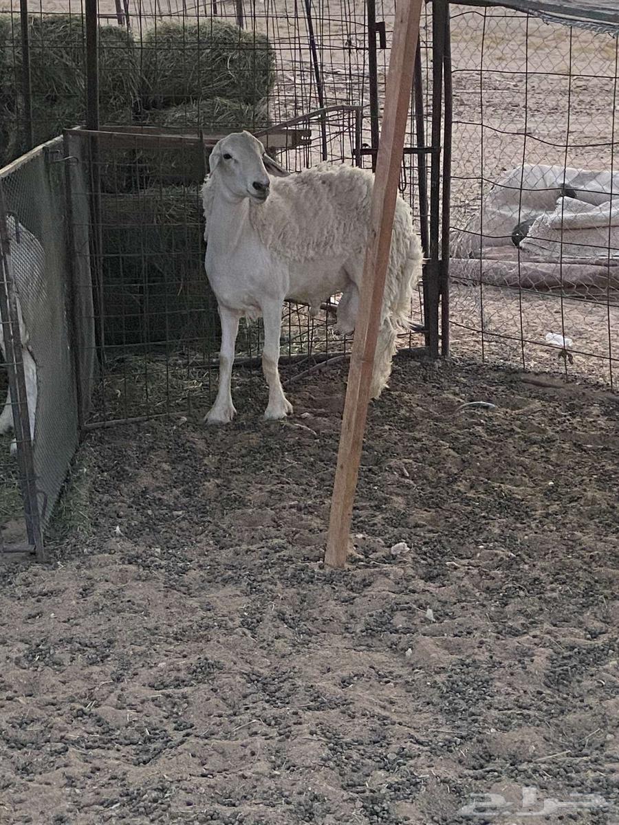 غنم حريات للبيع64373477584131114