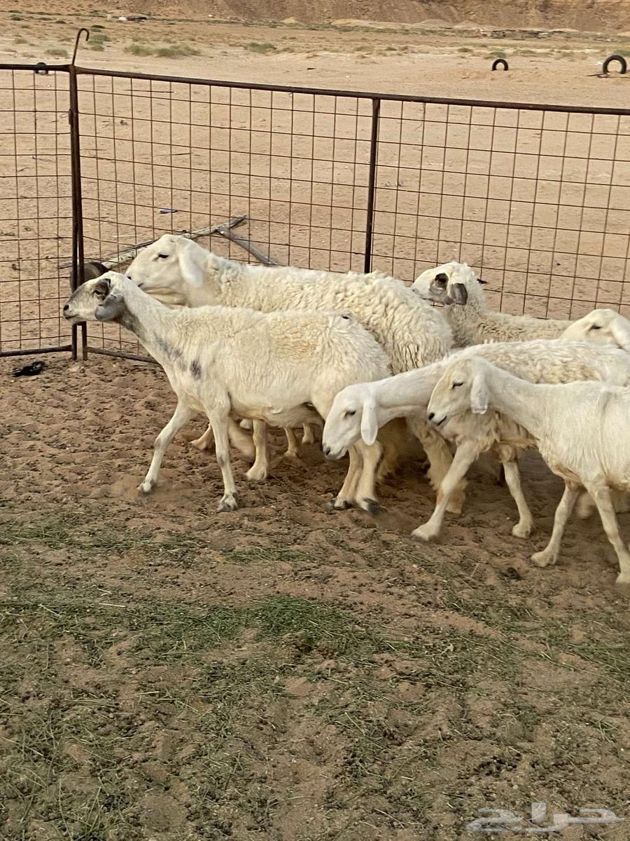 غنم حريات للبيع64373477584131113