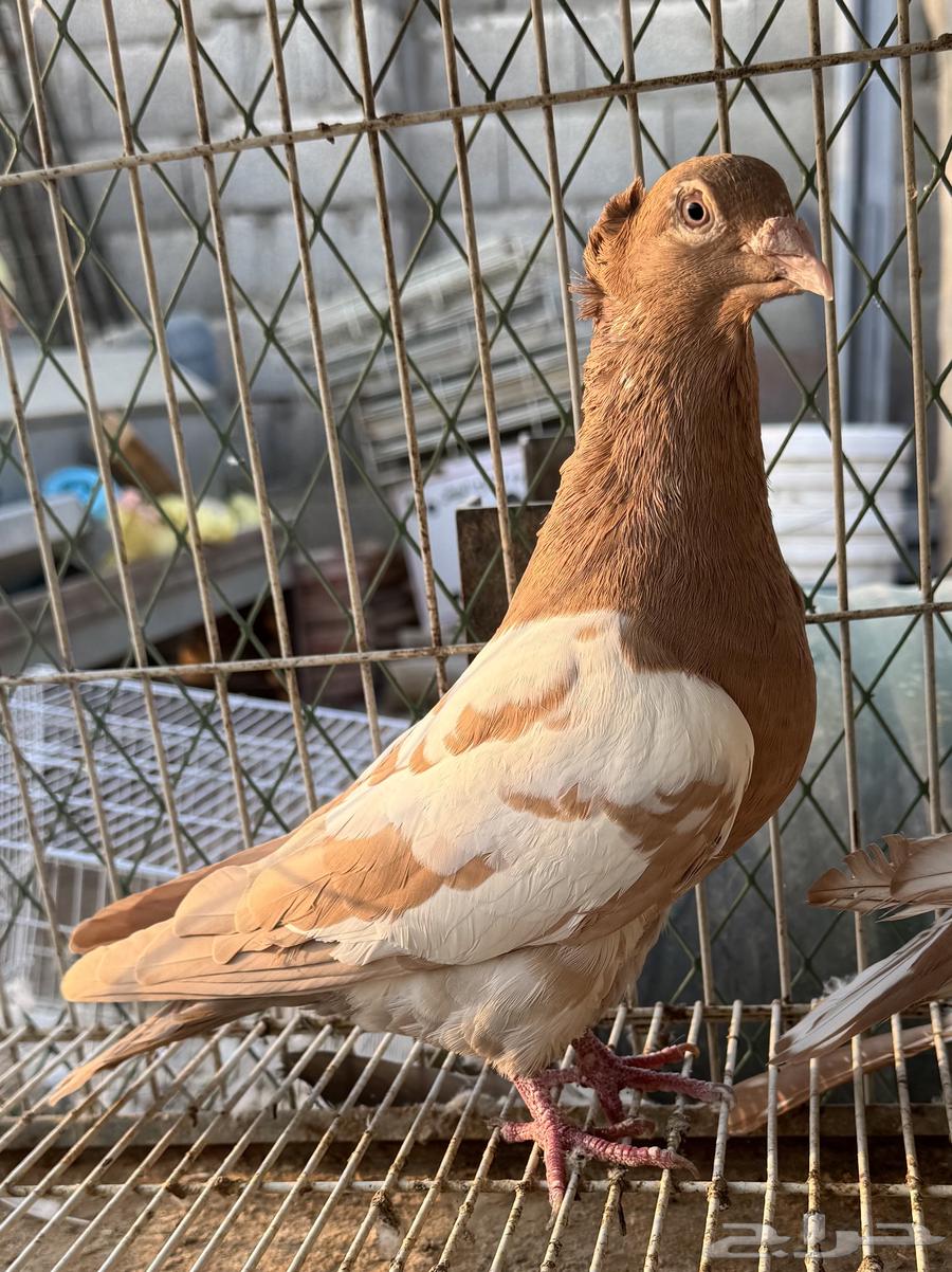 زاجل زينه64373935142529110