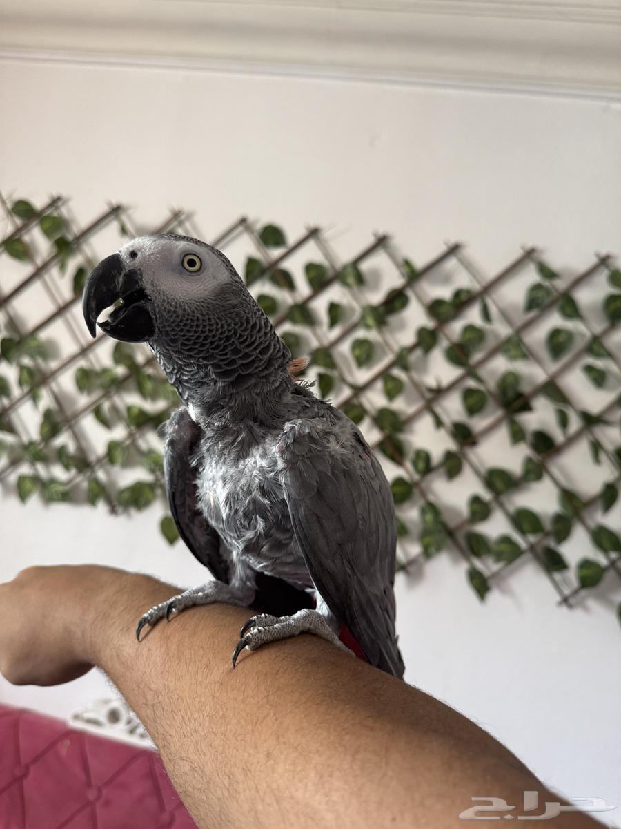 كاسكو متكلم فوق 50 كلمة(تم البيع )64367391707267111