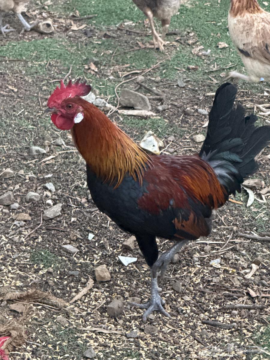 ديوك عربي64372449042817111