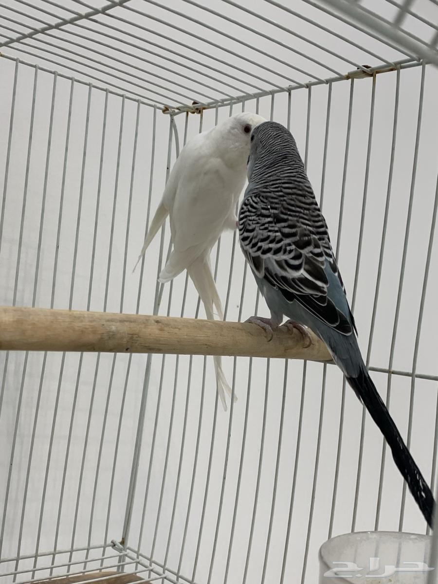 جوز بادجي او عواشق هولندي64373341888257113