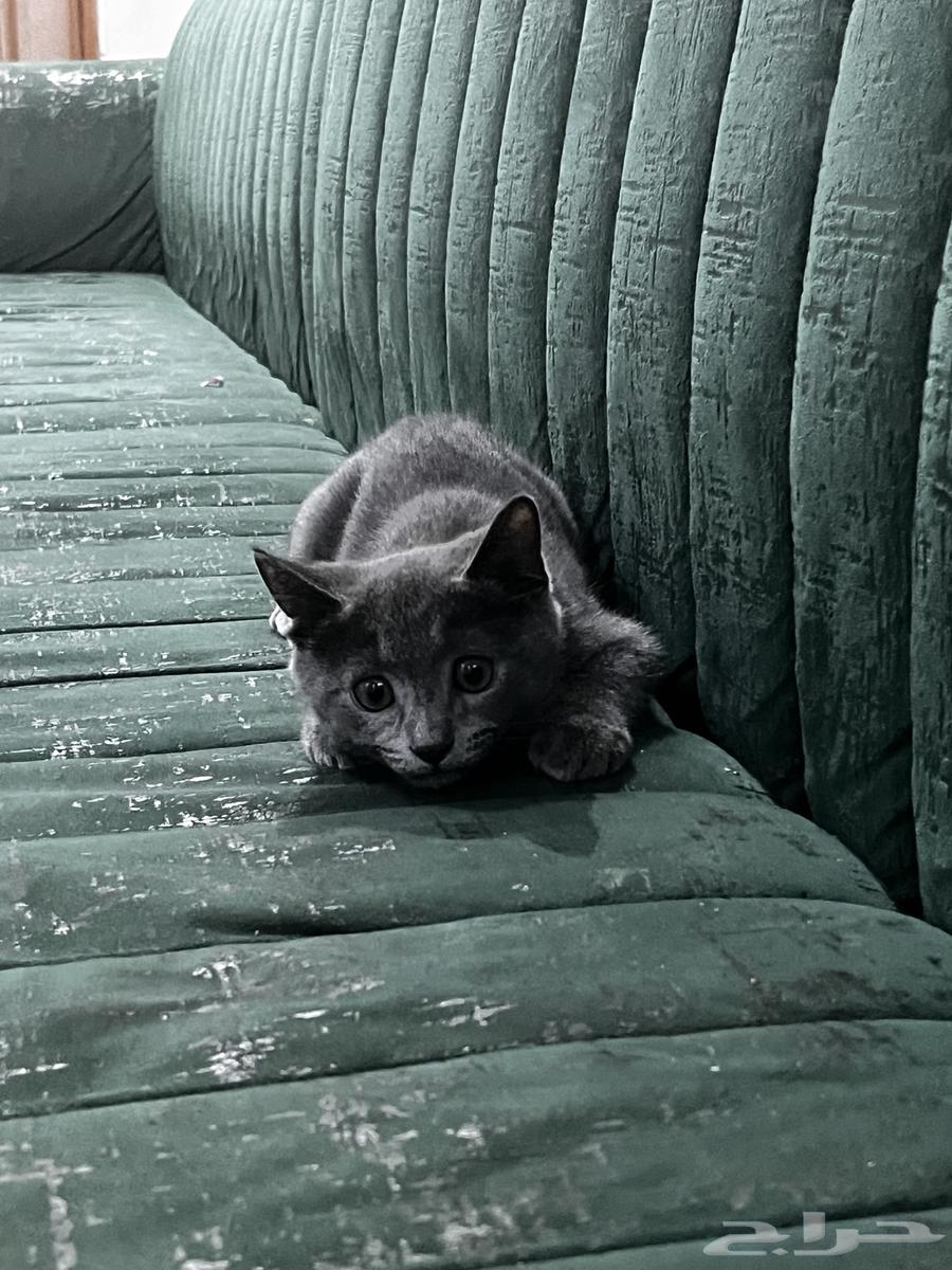 قط russian blueللبيع64367508270466113