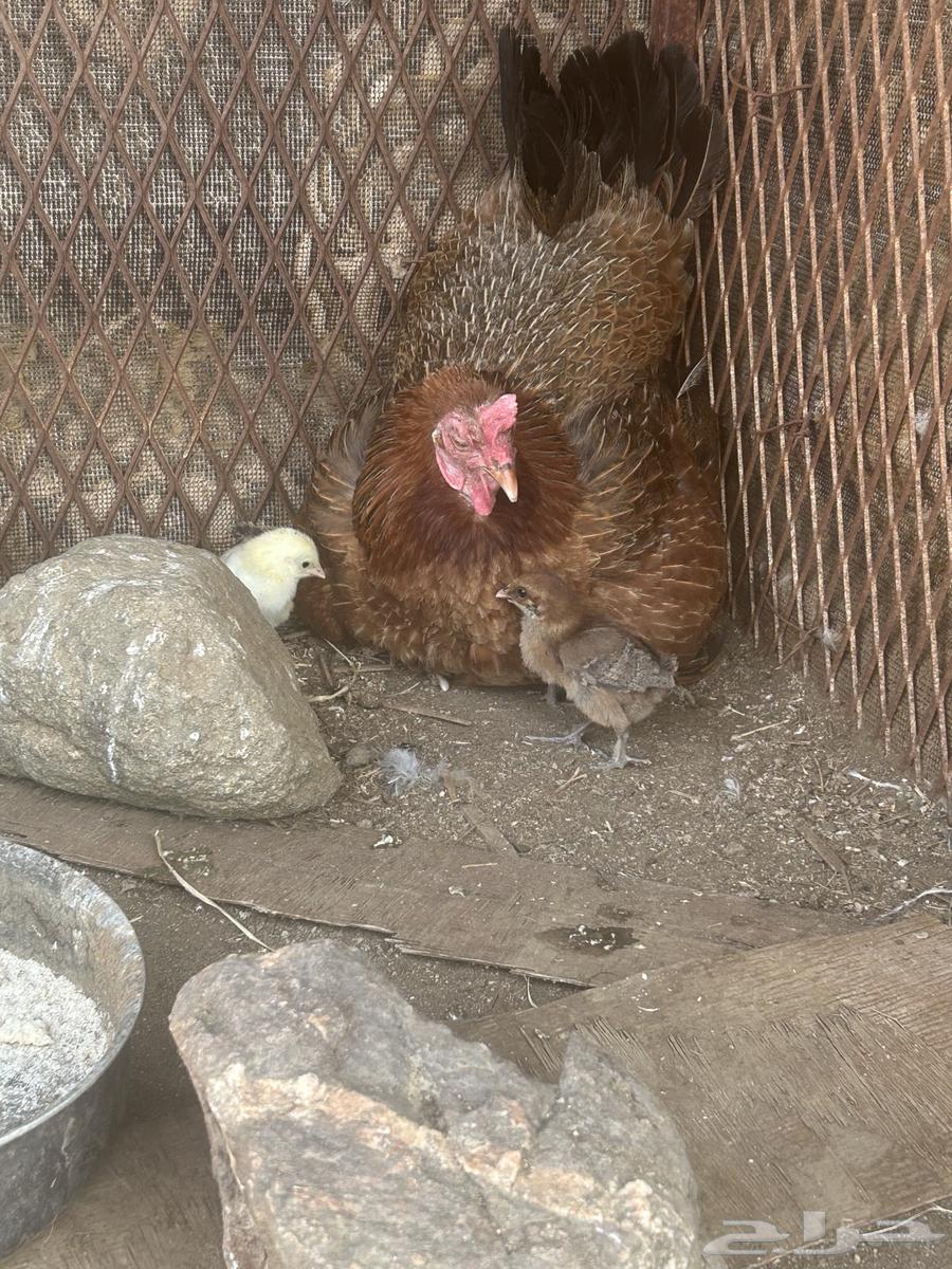 دجاجة بلدي مفرخه للبيع64371467052034110