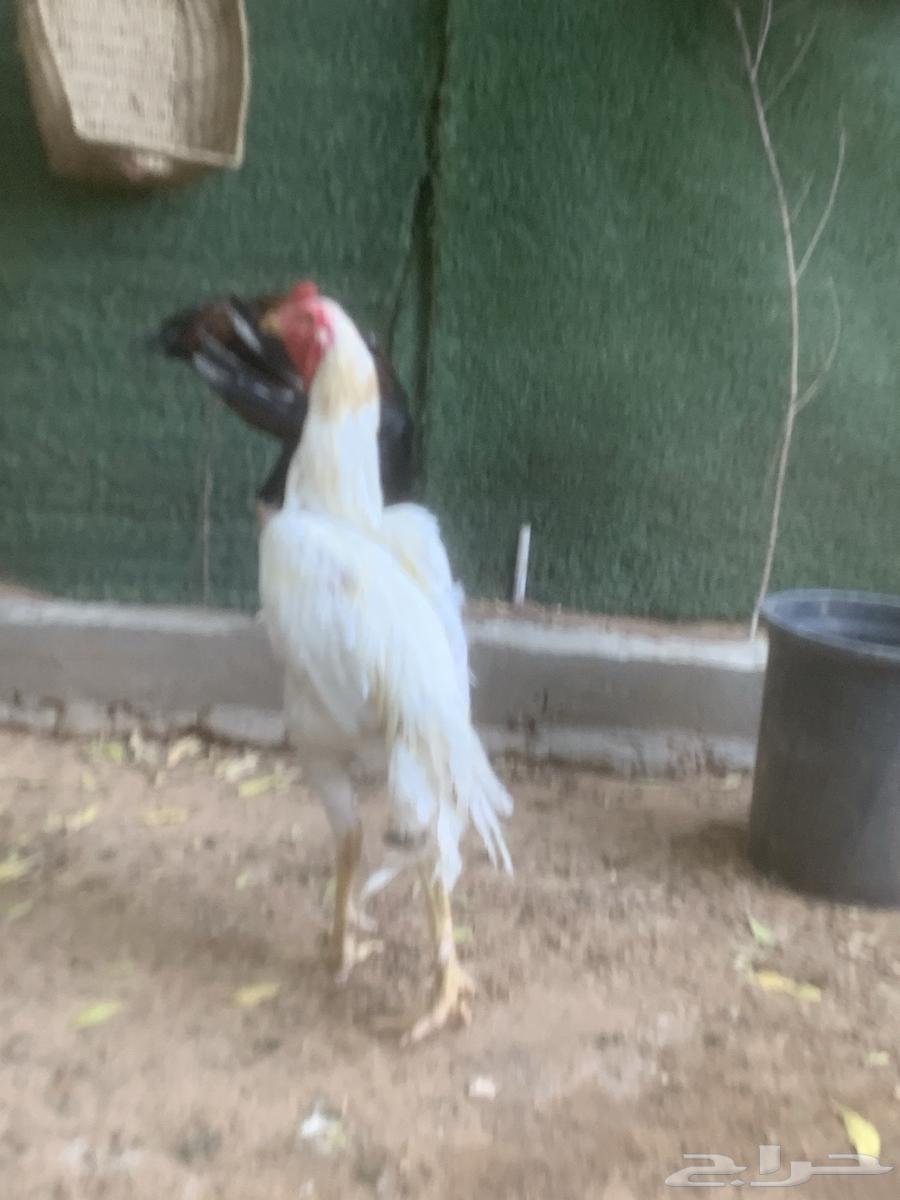 ديكين فارسيه واحد شامو64370064176002112