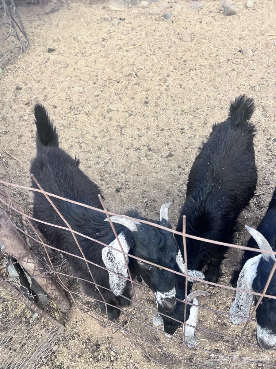 تيوس للبيع64371365067009113