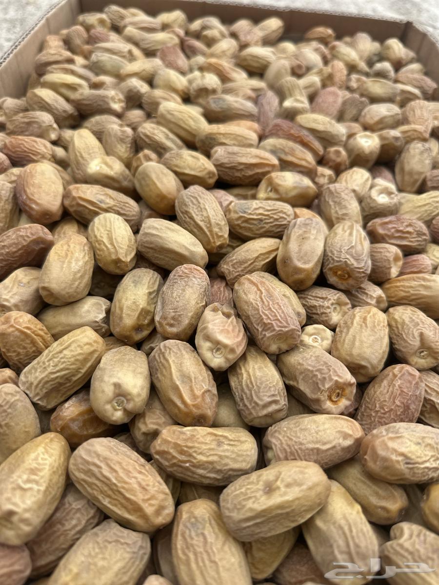 قسب بديرة فاخر64374598092418110