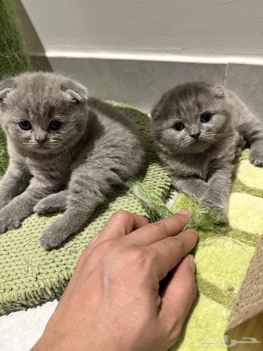 قط كيرلا سكوتلاندي نقي الدم64363681350913114