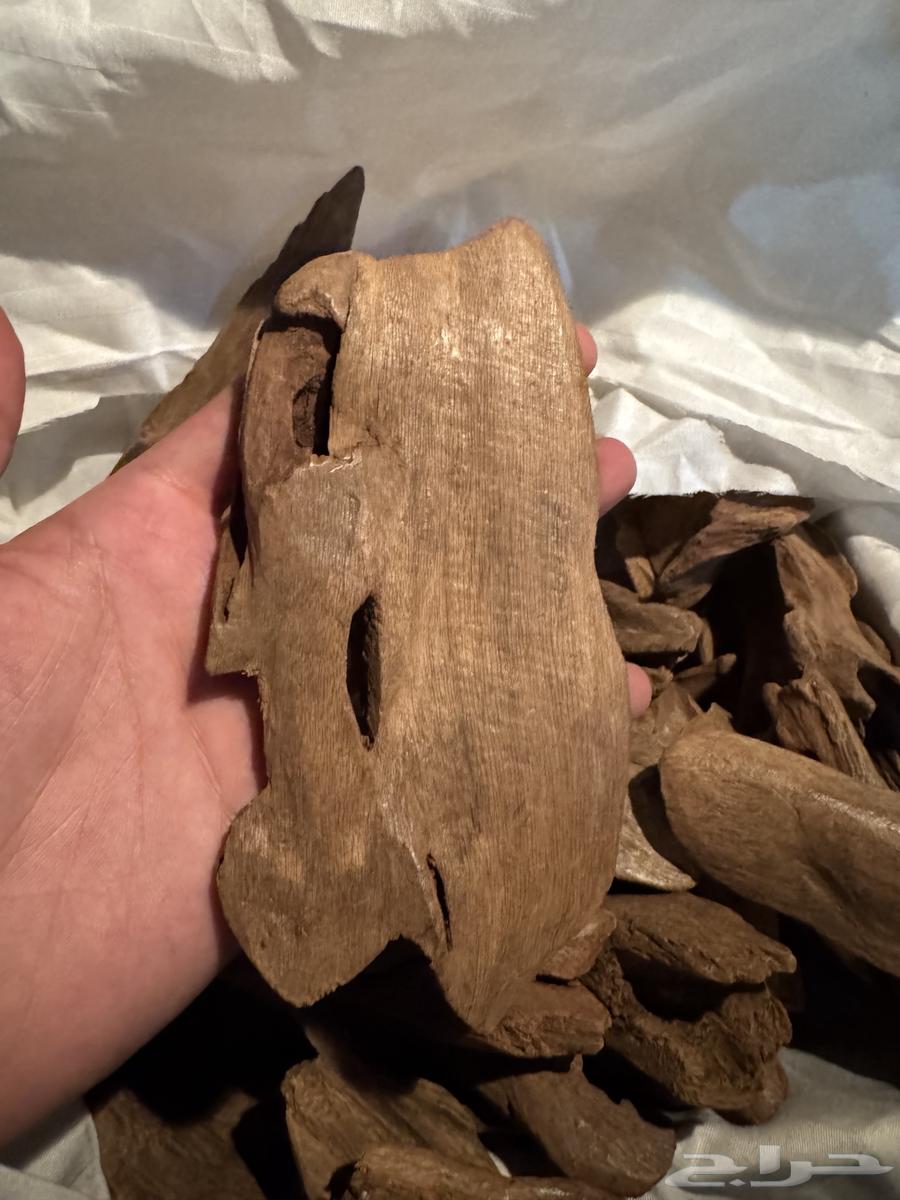 عود موروكي طبيعي دبل سوبر وتربل سوبر64376675013635110