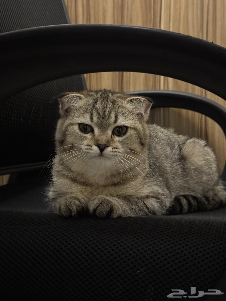 Scottish Fold Kitten64375798290689113