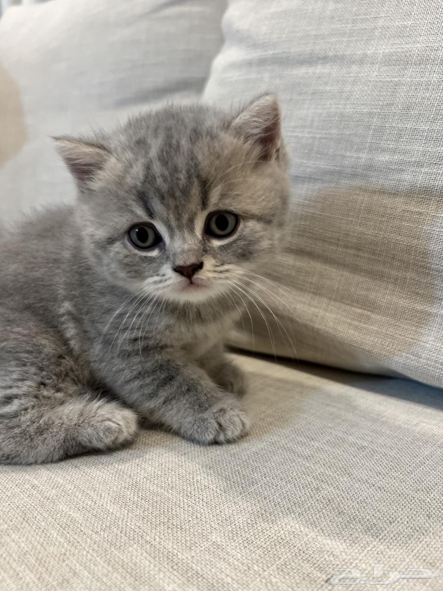 قطط تم البييع64368164065666112