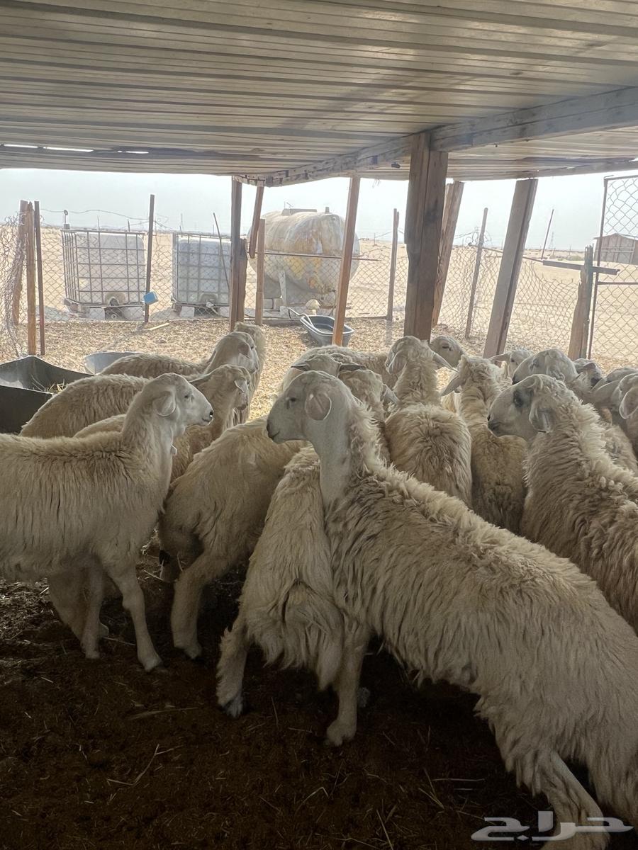 حريات للبيع64371030962049110