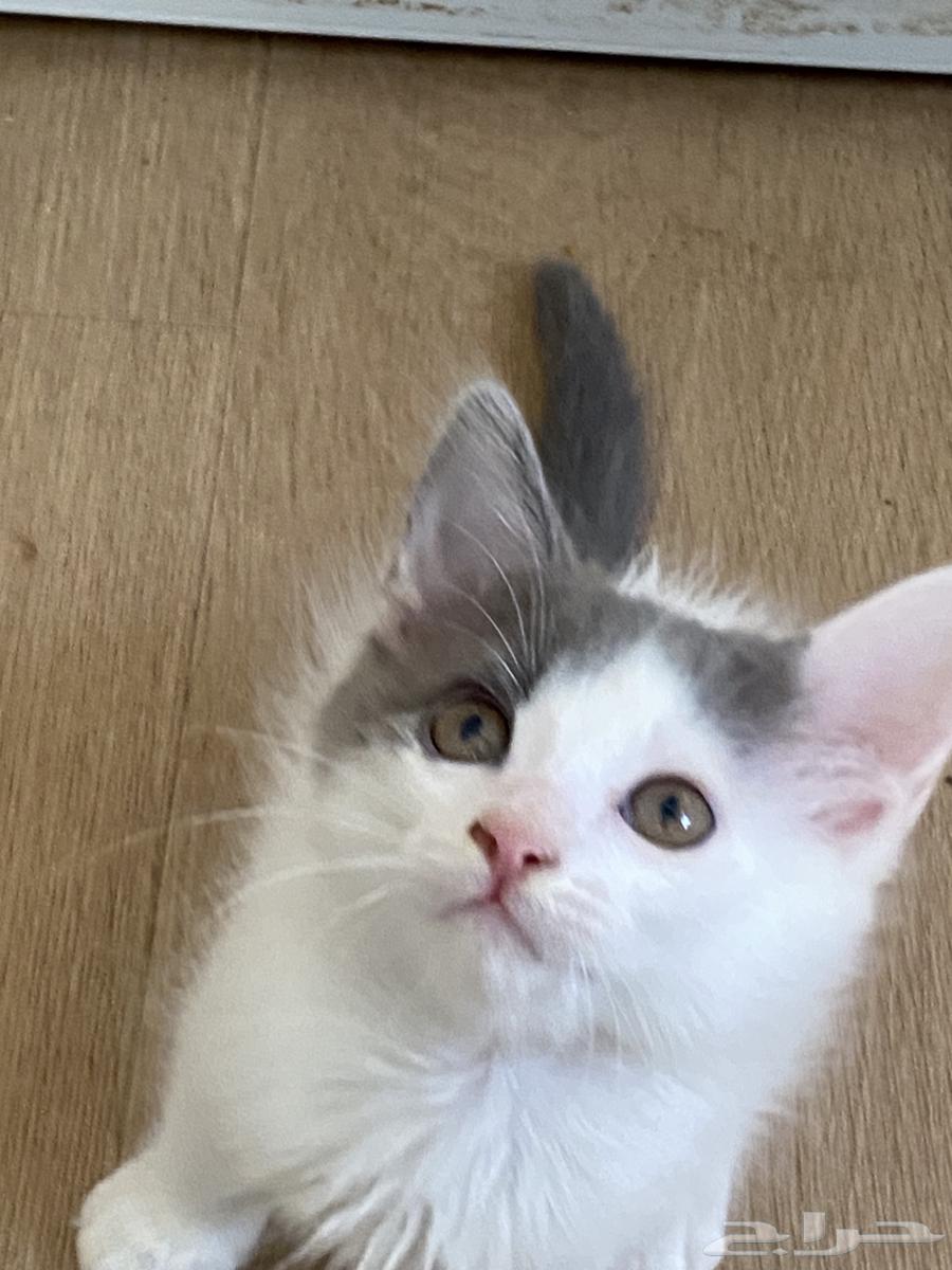 قطه ضايعه لها يومين تربه حي الخالديه والي يلقاها 500 له64370554703234110