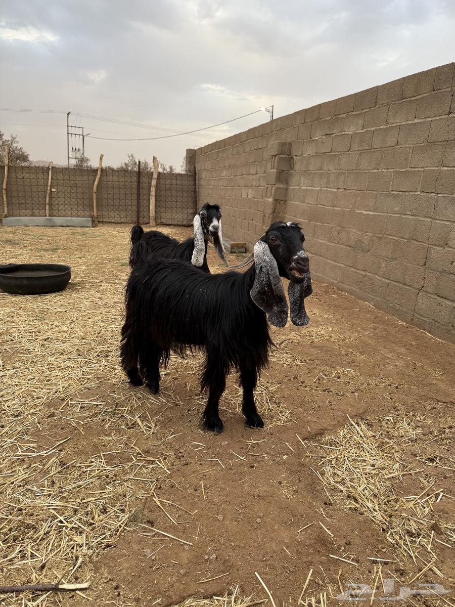 معزا عوارض للبيع64368791354370112