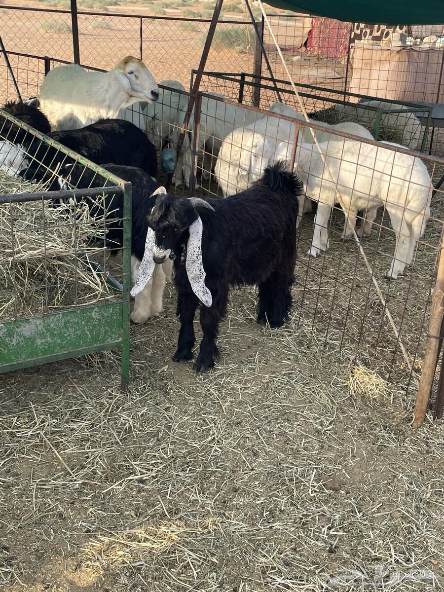 5-month-old fat-tailed ram lamb in locked condition64370612079107112