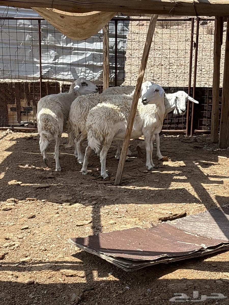 ضان حريه للبيع العدد 464366541936514111