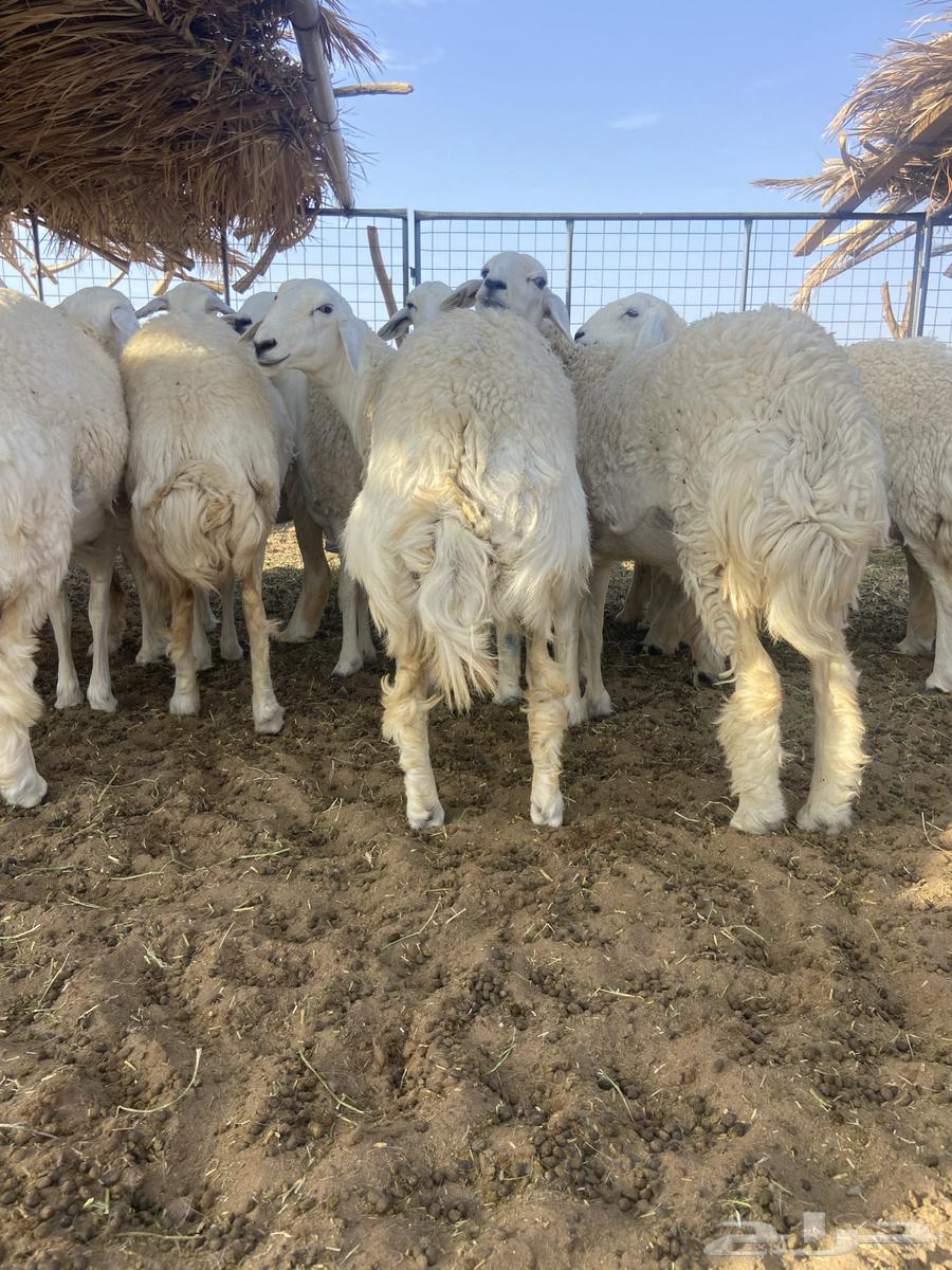 ضان حرش جذعات وثنيه العدد 15 صنف من الطايف اصلها64366571492225114