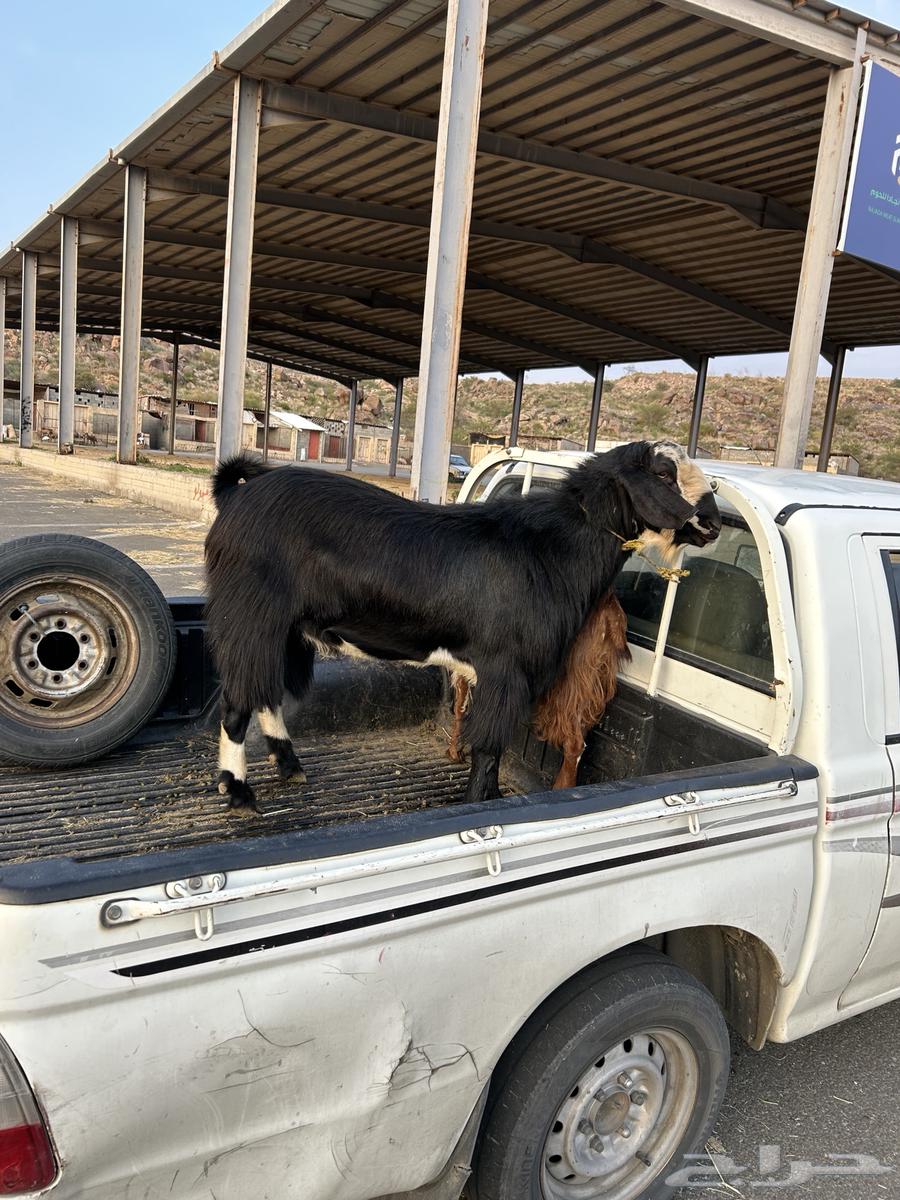 تيس فحل كفو شرط يضرب سنه رباع قالع سديس تقريبا64368820663299114