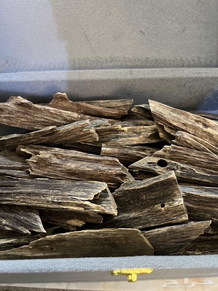 عود نقلاند هندي64371104071554112