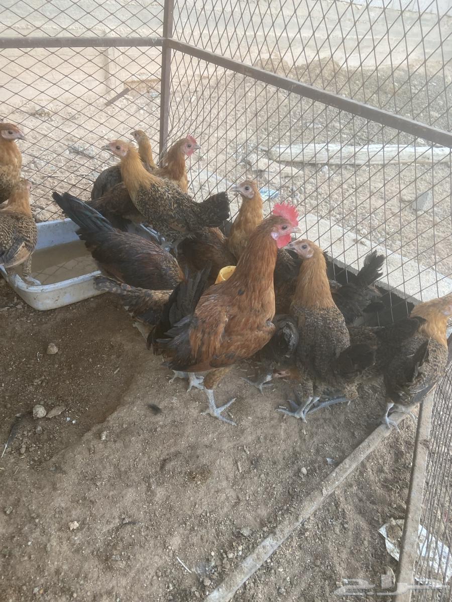 فراريج فيومي ذهبي64371935376899111