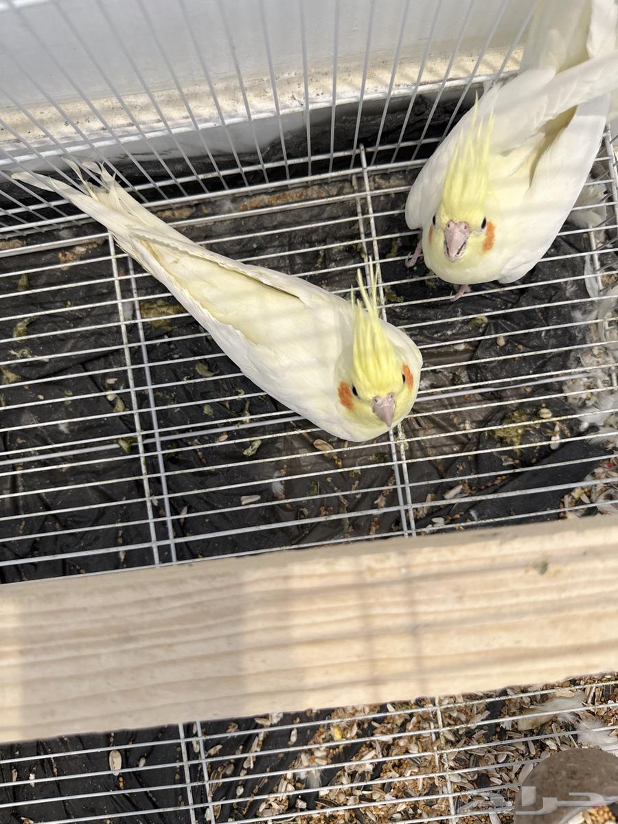 طيور كروان زوج معاهم 4 بيضات ونظيفه جدا جدا64367391673473110