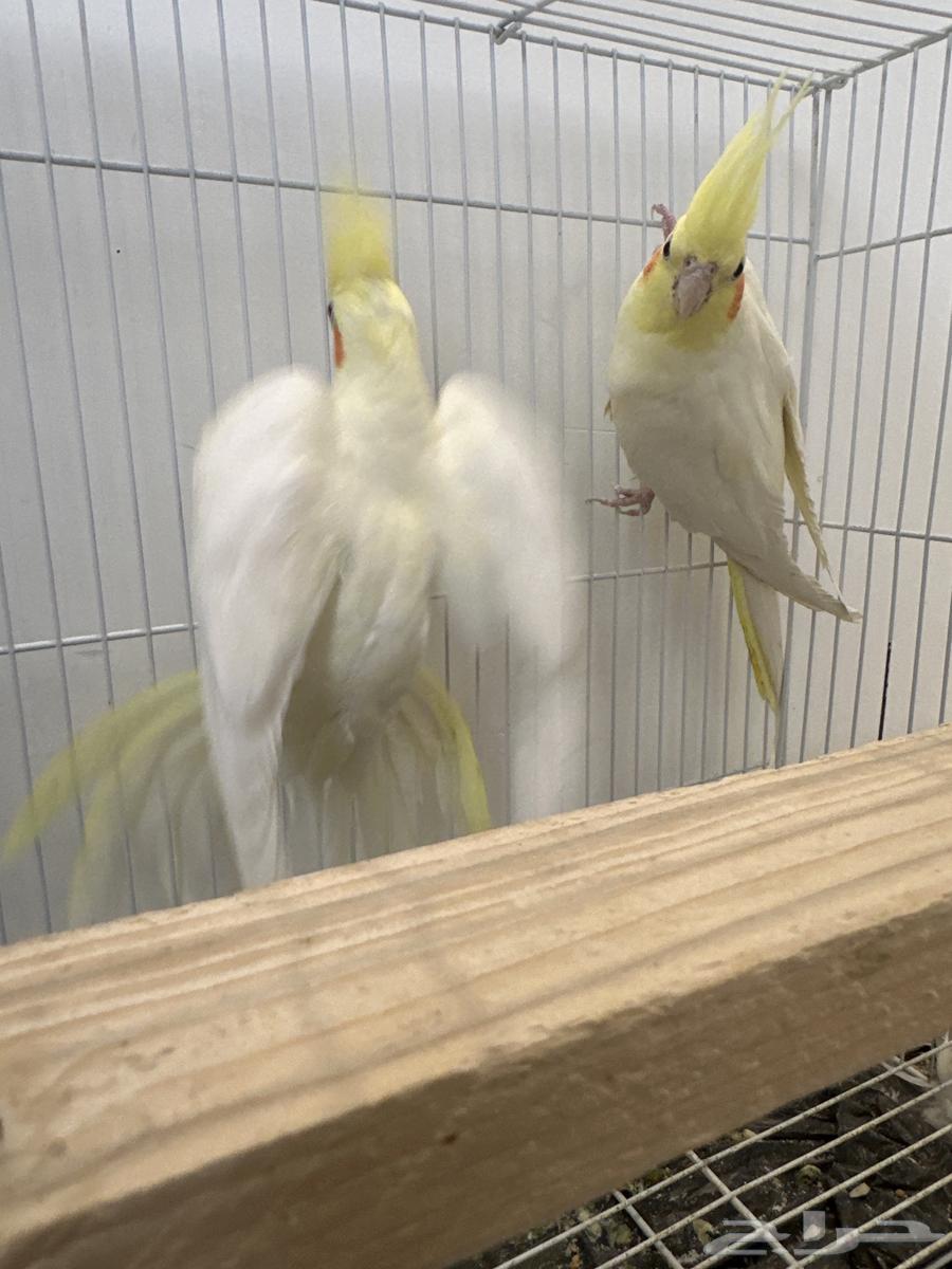 طيور كروان زوج معاهم 4 بيضات ونظيفه جدا جدا64367391673473112