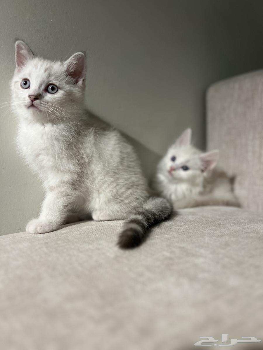 قطط للبيع64370114995842110