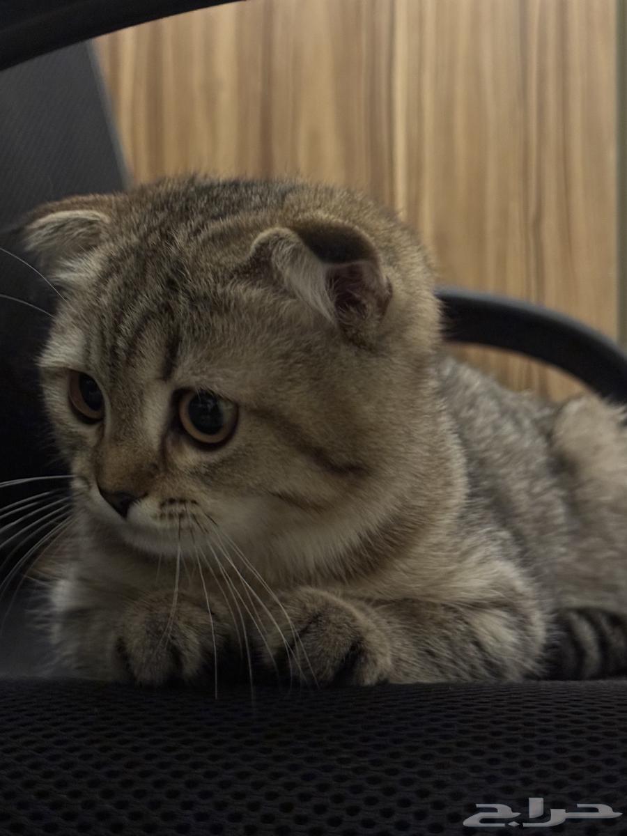 Scottish Fold Kitten64375798290689110
