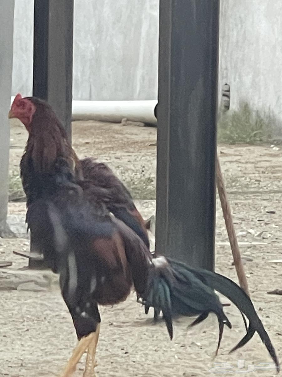 ديك باكستاني صغير ف العمر64372419860353111