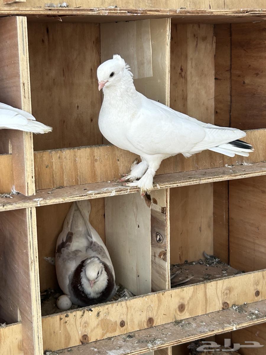 حمام صفاقي64366996748930110