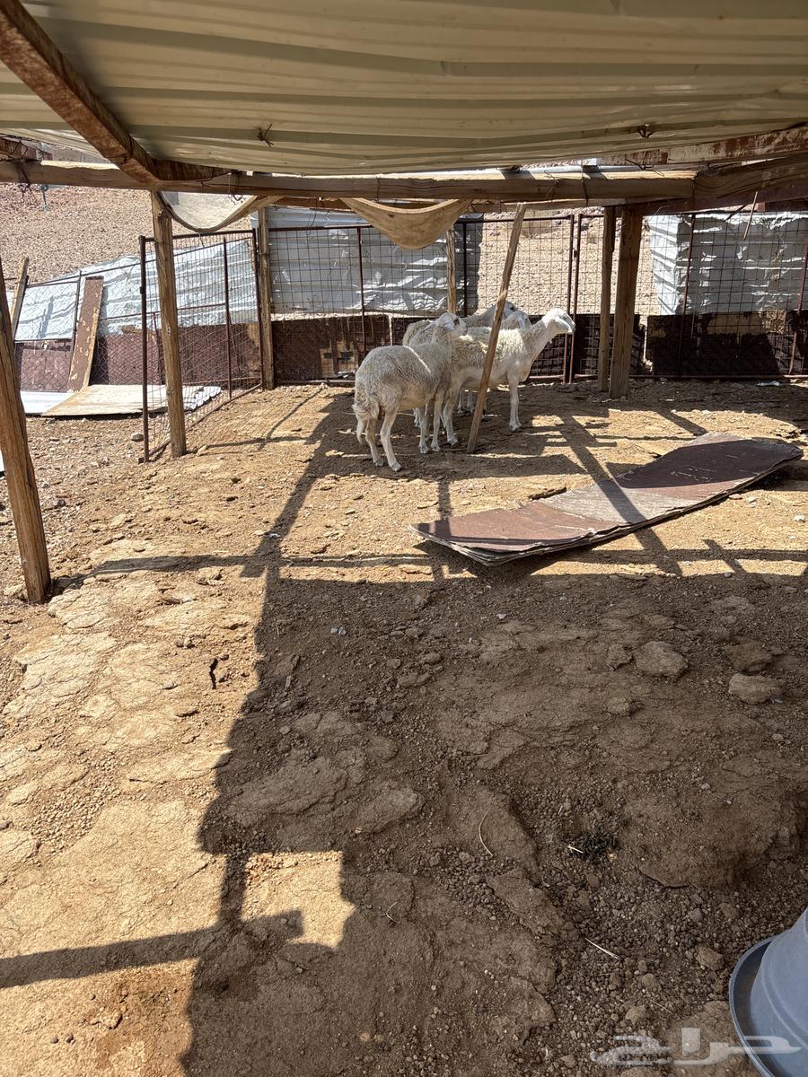 ضان حريه للبيع العدد 464366541936514110