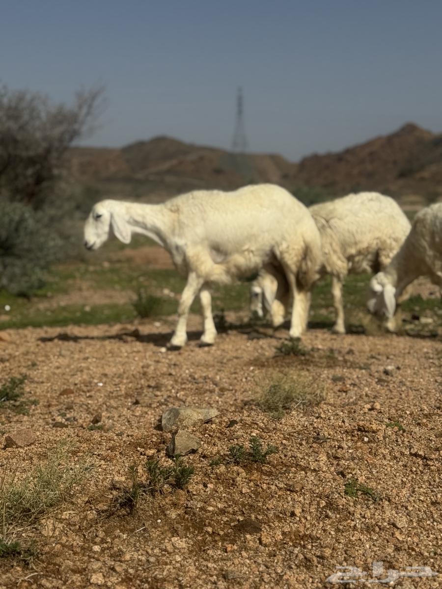 رخال حرية مقنى64365983024899113