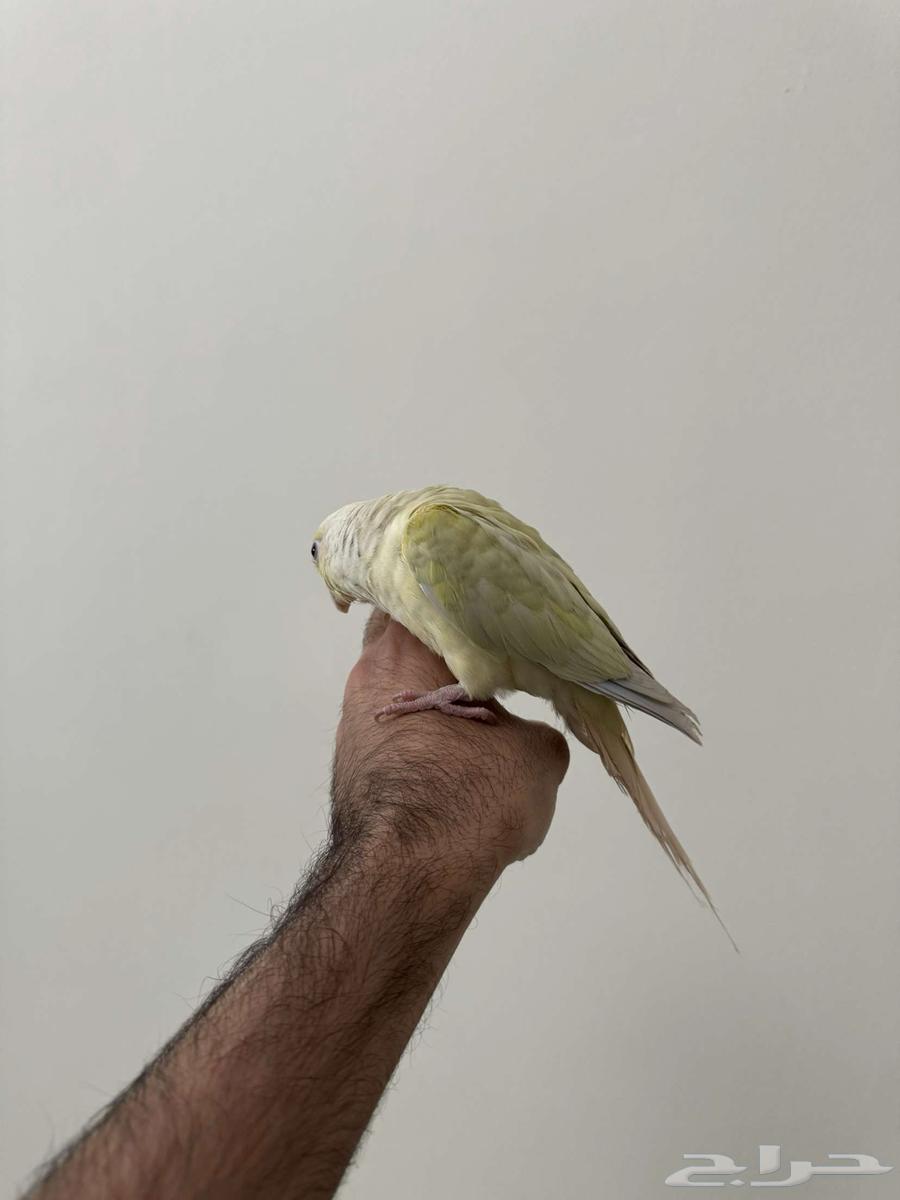 كنيور نعناع اليف وهدد64373326842114111