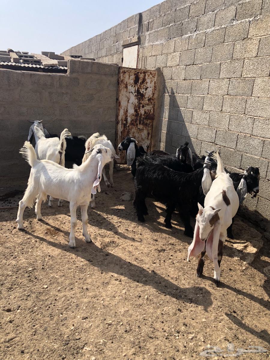 تيوس مخاصي للبيع64371335801090111