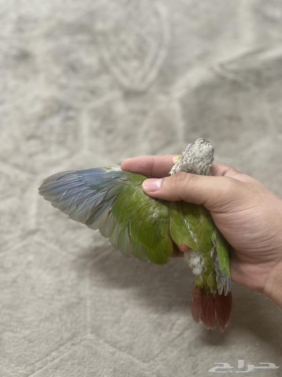 تم البيع كنيور اناناس هدد خارجي64371074574851112