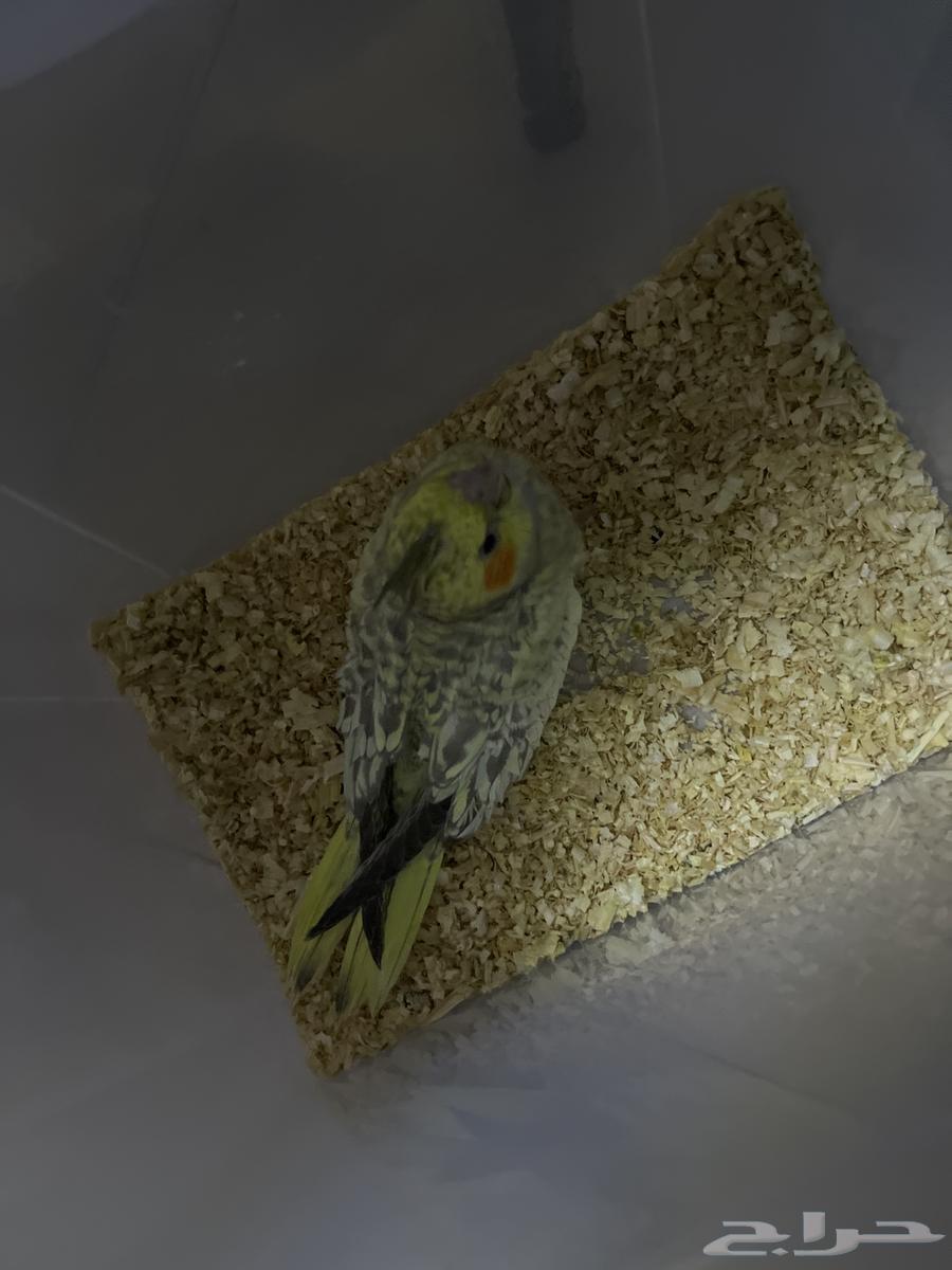 كروان إيزابيل للبيع المستعجل64368266765698113