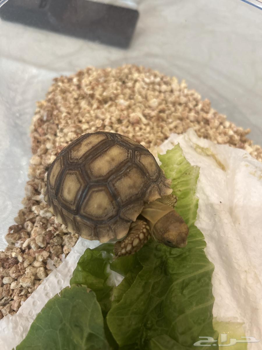 Turtle64369996681857113